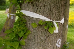 B61-10-6-21-Pferry-trees-ribbons